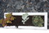 PLANTES SUCCULENTES