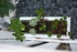 PLANTES SUCCULENTES