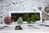 PLANTES SUCCULENTES
