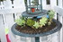 PLANTES SUCCULENTES