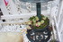 PLANTES SUCCULENTES