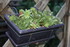 PLANTES SUCCULENTES