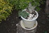 PLANTES SUCCULENTES