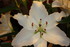 BOUQUETS DE LYS et GLAIEULS DU