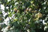 CONFITURE DE REINE-CLAUDE
