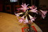 QUELQUES FLEURS
