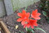 QUELQUES FLEURS