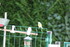 LES OISEAUX A LA MANGEOIRE