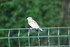 LES OISEAUX A LA MANGEOIRE