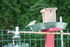 LES OISEAUX A LA MANGEOIRE