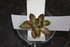 BOUTURAGES DE PLANTES SUCCULAN