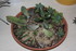 BOUTURAGES DE PLANTES SUCCULAN