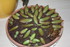 BOUTURAGES DE PLANTES SUCCULAN