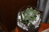 BOUTURAGES DE PLANTES SUCCULAN