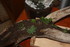 BOUTURAGES DE PLANTES SUCCULAN