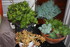 PLANTES SUCCULENTES à l'abri