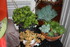 PLANTES SUCCULENTES à l'abri