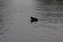 MOUETTES , CANARDS , et autres