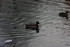 MOUETTES , CANARDS , et autres