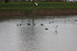 MOUETTES , CANARDS , et autres