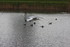 MOUETTES , CANARDS , et autres