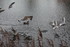 MOUETTES , CANARDS , et autres