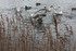 MOUETTES , CANARDS , et autres