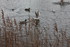 MOUETTES , CANARDS , et autres