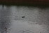 MOUETTES , CANARDS , et autres