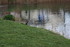MOUETTES , CANARDS , et autres