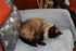 FAISONS LA SIESTE