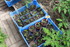 REPLANTATIONS des plants d'oei