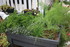 PLANTES AROMATIQUES