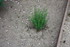PLANTES AROMATIQUES