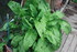 PLANTES AROMATIQUES