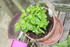 PLANTES AROMATIQUES