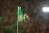 QUELQUES PETITS OISEAUX