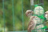 QUELQUES PETITS OISEAUX