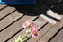 PETITES FLEURS DU JARDIN