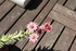 PETITES FLEURS DU JARDIN