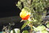 PETITES FLEURS DU JARDIN