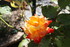 PETITES FLEURS DU JARDIN