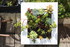 PETITES FLEURS DU JARDIN