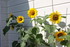 NOUVELLES FLEURS AU JARDIN