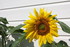NOUVELLES FLEURS AU JARDIN