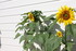 NOUVELLES FLEURS AU JARDIN