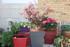 NOUVELLES FLEURS AU JARDIN