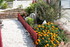 NOUVELLES FLEURS AU JARDIN