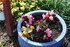 NOUVELLES FLEURS AU JARDIN