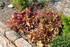 NOUVELLES FLEURS AU JARDIN